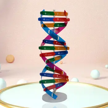 Okolju Prijazno DIY Človeških Genov Strokovno ABS DNK Modelov Double Helix Učnih Pripomočkov, Igrač